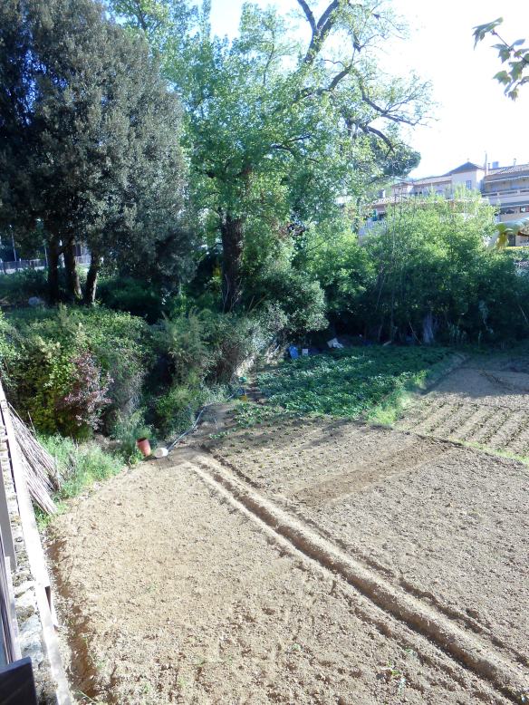 Conreus sota de la Font de Canyamars de Dosrius