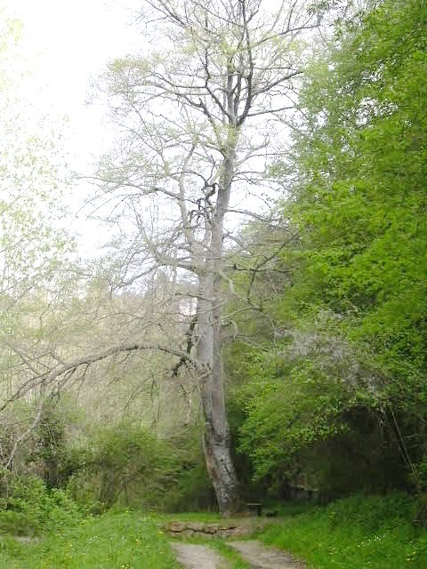 Sant Quize de Safaja