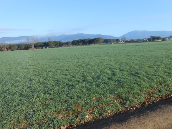 Vista de l'antic camp d'aviació