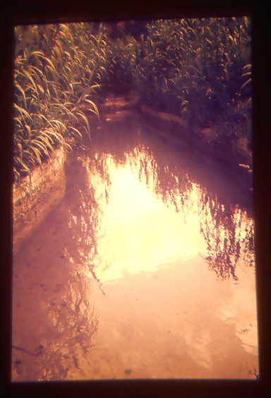 Bassa - Font Torre del Canonge - Any 1988