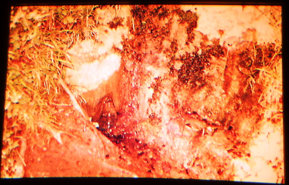 Font Alta - Any 1988