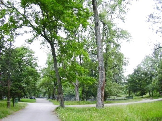 Alceda - Vista arbres Parc Balneari_01