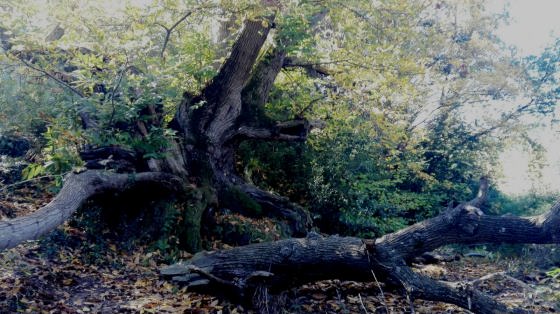 IMG-20151028-WA0003_01