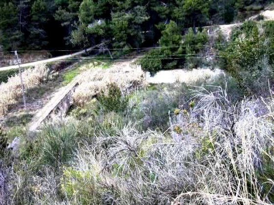 Vista general de la Bassa ple de Vegetació_01