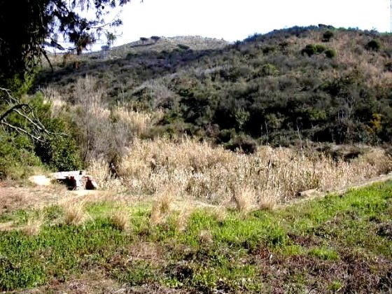 Vista general - ple de vegetació_01