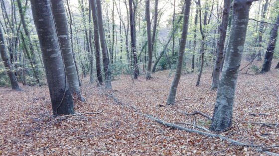 IMG-20151126-WA0010_01