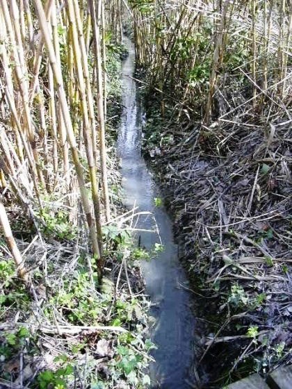 Rec - Estany de la Cendre_01