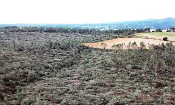 Milers de pins, abatuts per el fort vent, tot un bosc arrassat, el Bosc de Can Deu a Sabadell