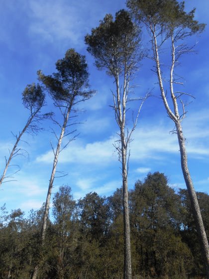 Esperem que els nostres fills o nets puguin veure el bosc tal com era fa uns anys en rere ?
