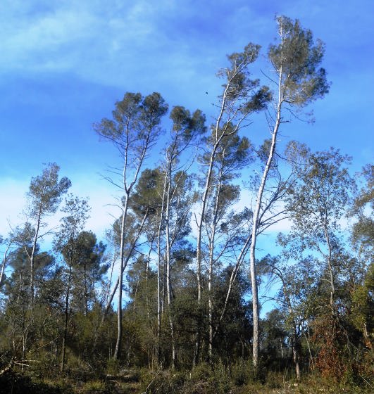 Pins grans, llargs i centenaris