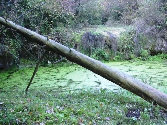 Resclosa Riera Cussopns 2_01