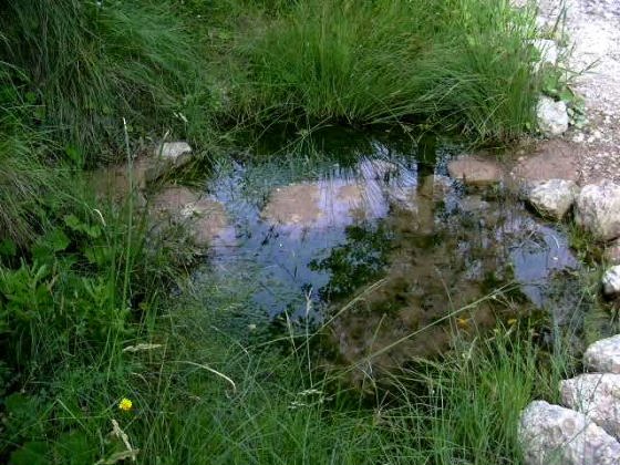 ibassal-ft-dona-morta_01