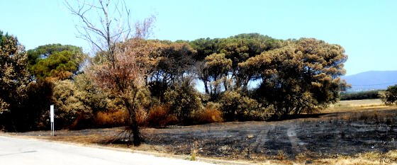 incendis-destruccio_01