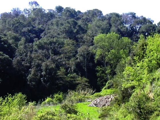 El torrent amb una gran vegetació - Any 2016