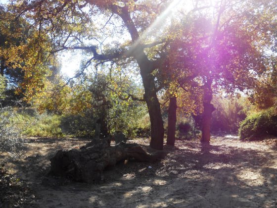 Avui, l'arbre centenari es sols un gran tronc situat al terra a prop de la Font, testimoni d'un passat. !