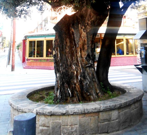 alzina-vella-de-santa-maria-de-montcada-copia_01