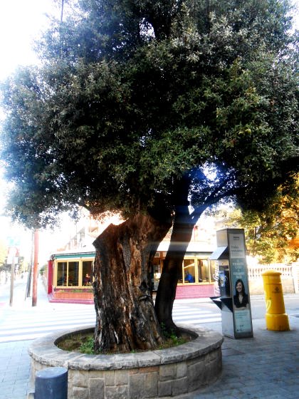 alzina-vella-de-santa-maria-de-montcada_01