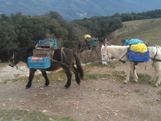 img-20170124-wa0003_01