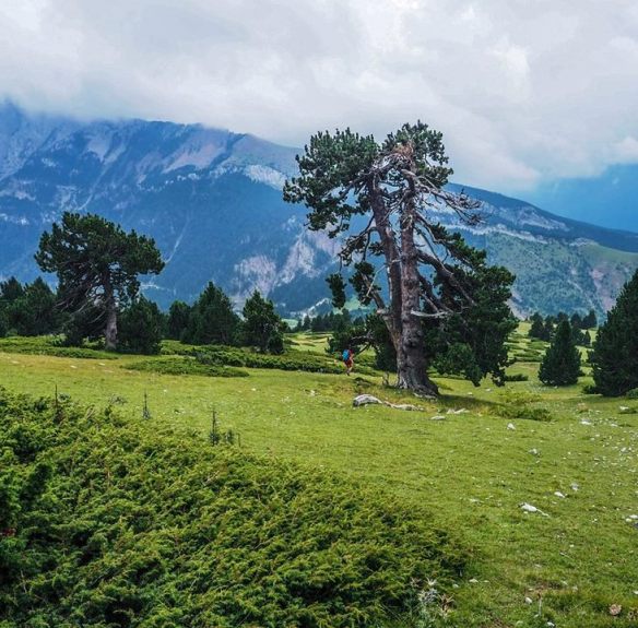 40802705_10217006733550774_6650052513284227072_n