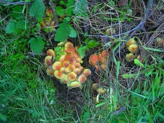 La imagen tiene un atributo ALT vacío; su nombre de archivo es bolets-2_01-1.jpg