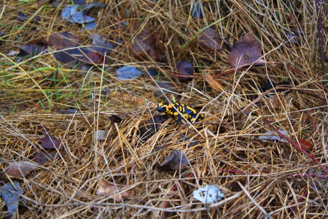 La imagen tiene un atributo ALT vacío; su nombre de archivo es img_0818_01-1.jpg