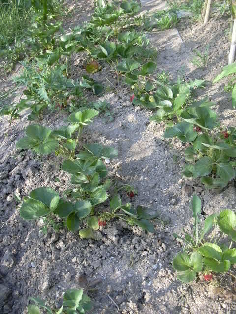 La imagen tiene un atributo ALT vacío; su nombre de archivo es dscn0043.jpg