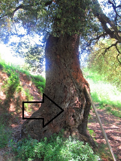 La imagen tiene un atributo ALT vacío; su nombre de archivo es img_6418.jpg